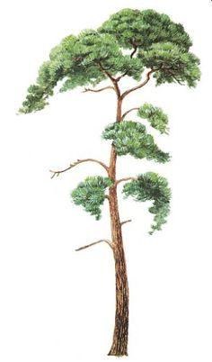 a drawing of a tall tree with green leaves on it's trunk and branches