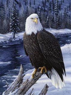 an eagle is perched on a tree branch in the snow by a river and pine trees