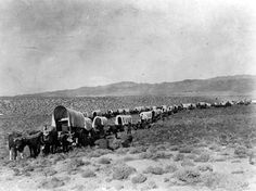 a herd of horses walking across a dry grass field