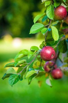 an apple tree with green leaves and red apples hanging from it's branches on a sunny day