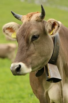 a brown cow with horns and bell collar standing in the middle of a grassy field