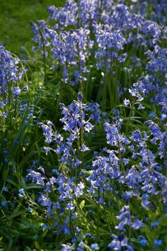 some blue flowers are growing in the grass