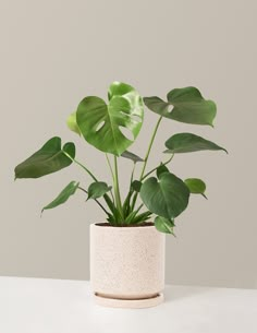 a potted plant sitting on top of a table