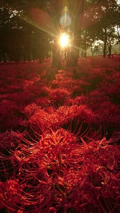 the sun shines brightly through the trees and grass in an open field with red flowers