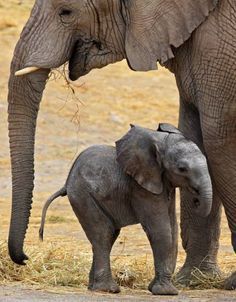 an adult elephant standing next to a baby elephant on top of dry grass covered ground