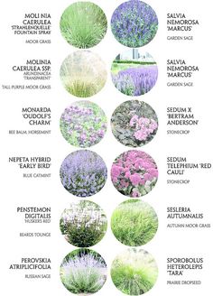 the different types of flowers and their names