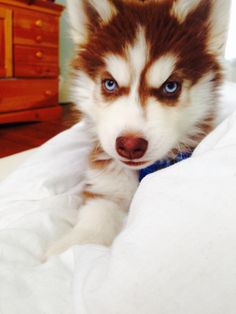 a brown and white dog laying on top of a bed next to a wooden dresser