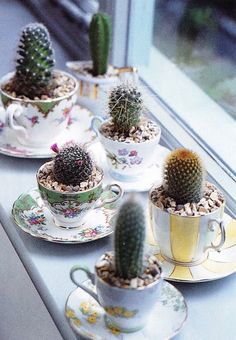 small cactus in cups and saucers on a windowsill