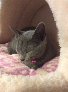 a gray cat sleeping in a pink and white pet bed with his head on the pillow