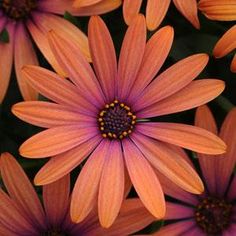 an orange and purple flower with yellow centers