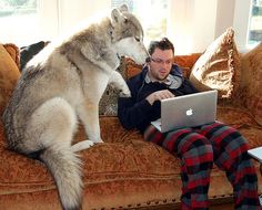 a man sitting on top of a couch next to a husky dog with a laptop