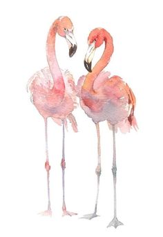 two pink flamingos standing next to each other