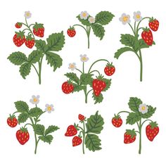 a bunch of strawberries with leaves and flowers on them, all in different positions