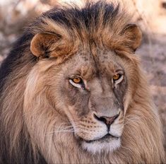 a close up of a lion laying on the ground