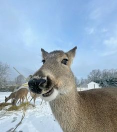 a deer is standing in the snow and looking at the camera with his mouth open