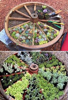 an old wheel with plants growing out of it