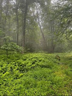 a lush green forest filled with lots of trees and plants on a foggy day