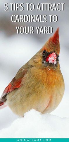 a bird sitting on top of snow covered ground with the words 5 tips to attract cardinals to your yard