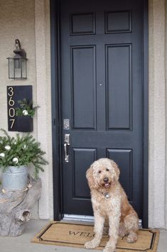 a dog sitting in front of a black door with a welcome mat on the ground