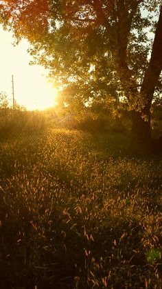 the sun shines brightly through trees and grass