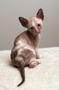 a small cat sitting on top of a white blanket