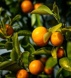 an orange tree filled with ripe oranges and green leaves on it's branches