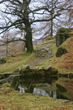 a small pond in the middle of a grassy area with trees and rocks around it