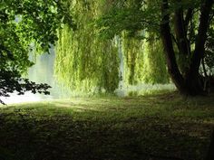 the trees are covered with green leaves by the water's edge, while the sun shines on the grass