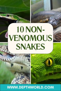 the top ten non - venomoous snakes