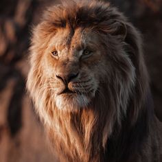 a close up of a lion near some rocks