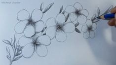 someone is drawing flowers with pencils on paper