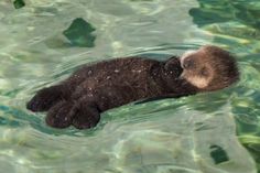 a baby animal swimming in the water