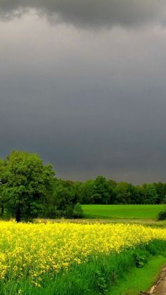 a dirt road in the middle of a field with yellow flowers and trees on either side