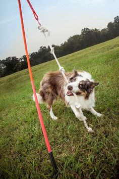 a brown and white dog pulling a rope on top of a grass covered field with trees in the background