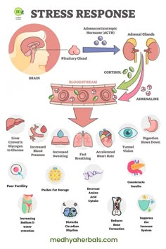 Stress Response: What Happens When You Are Stressed Vata Diet, Adrenal Exhaustion, Reduce Cortisol, Lower Sugar Levels, Constantly Tired, Adrenal Glands, Learning Techniques, Adrenal Fatigue, Hormone Imbalance