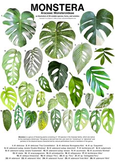 a poster with different types of monster leaves