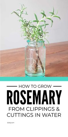 rosemary growing in a jar with text overlay reading how to grow rosemary from clippings and cuttings in water