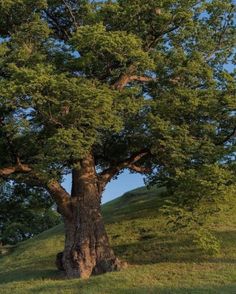 a large tree sitting on the side of a lush green hillside under a blue sky