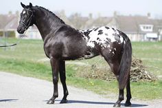 a black and white horse standing on the side of a road next to a person