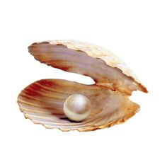 an open shell with a pearl in it