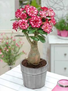 a potted plant with pink flowers in it on a white table next to other plants