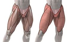 an image of a man's legs with muscles highlighted in the front and back