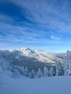 snow covered trees in the foreground and mountains in the distance with blue sky above