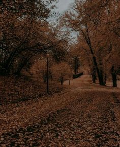 a dirt road surrounded by trees and leaves