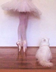 a white cat sitting on top of a wooden floor next to a ballerina dancer