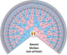 a wheel diagram with the words autonoal, infinfiance and female