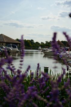 purple flowers are growing in the foreground and boats docked on the water behind them