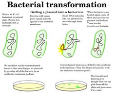 the stages of bacterl transsection in an animal's body and how to