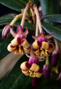 some very pretty purple and yellow flowers on a tree