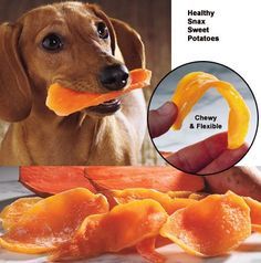 a dog chews on an orange treat with the caption healthy treats for sweet potatoes